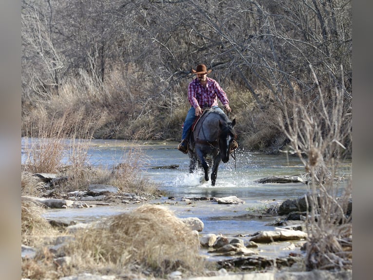 Shire Horse Jument 5 Ans 160 cm Rouan Bleu in Stephenville, TX