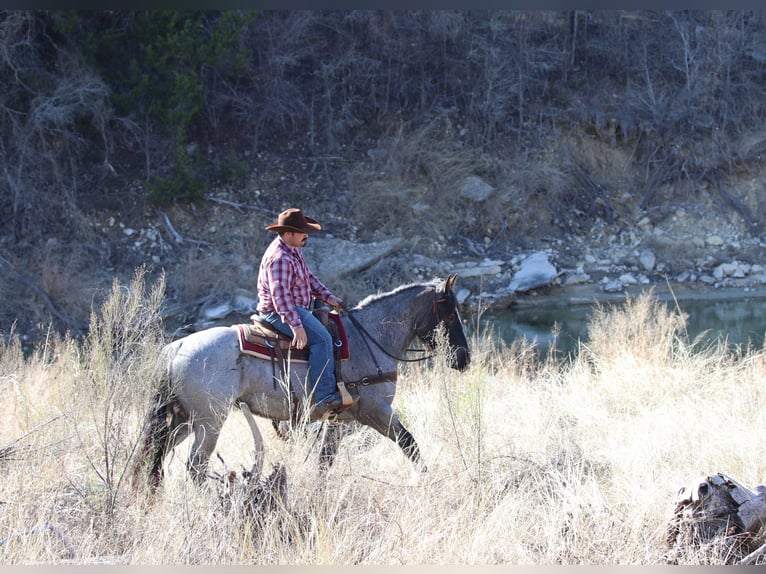 Shire Horse Jument 5 Ans 160 cm Rouan Bleu in Stephenville, TX