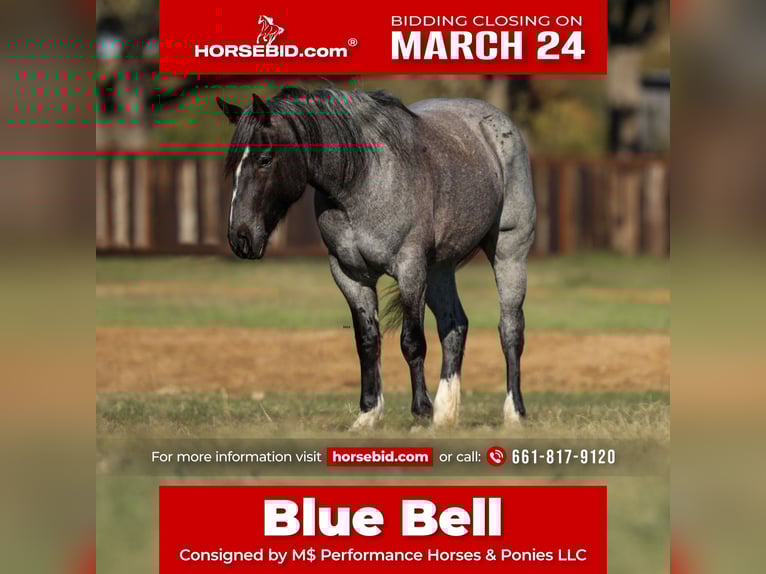 Shire Horse Jument 5 Ans 160 cm Rouan Bleu in Stephenville, TX