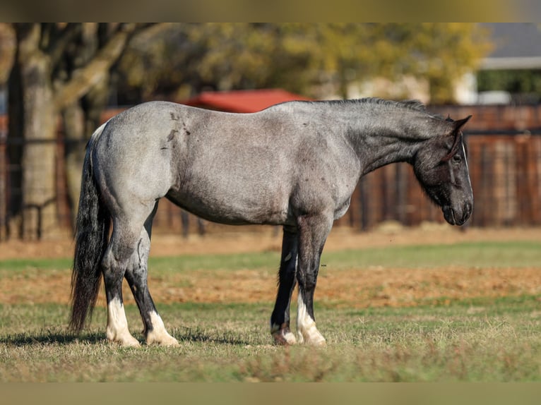 Shire Horse Jument 5 Ans 160 cm Rouan Bleu in Stephenville, TX