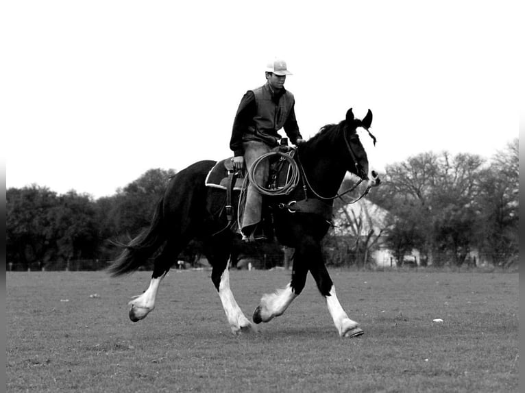 Shire Horse Croisé Jument 5 Ans 163 cm Noir in Stephenville