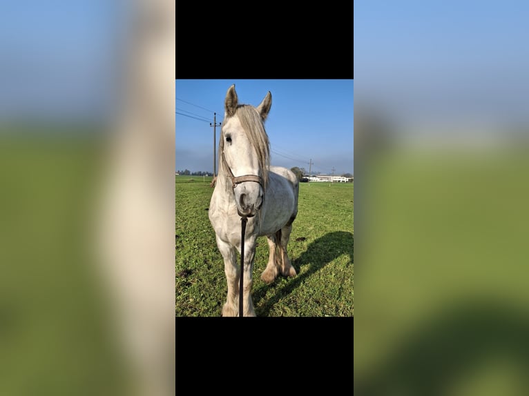 Shire Horse Jument 5 Ans 170 cm Gris pommelé in Freilassing