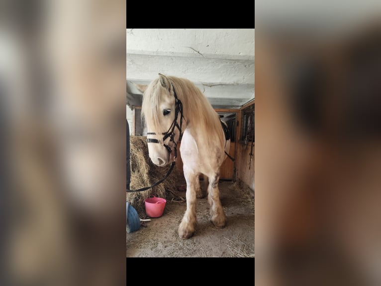 Shire Horse Jument 5 Ans 170 cm Gris pommelé in Freilassing