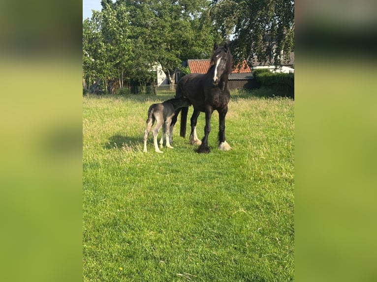 Shire Horse Jument 5 Ans 180 cm Noir in Erp