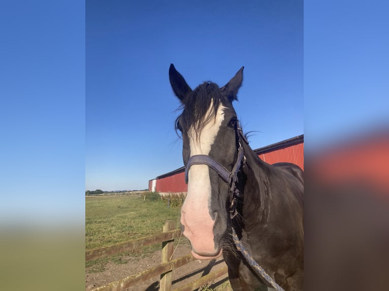 Shire Horse Jument 5 Ans 183 cm Noir in York