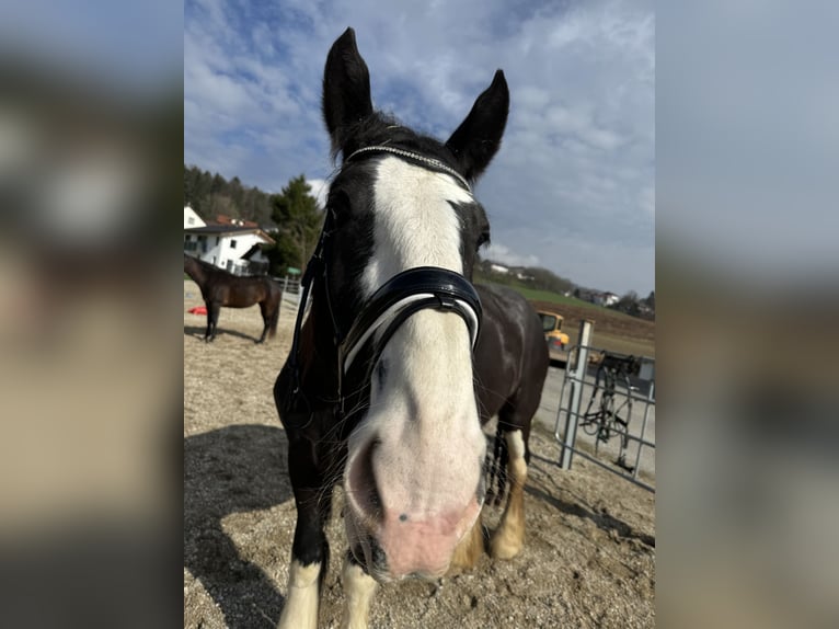 Shire Horse Jument 5 Ans 184 cm Noir in Salzweg