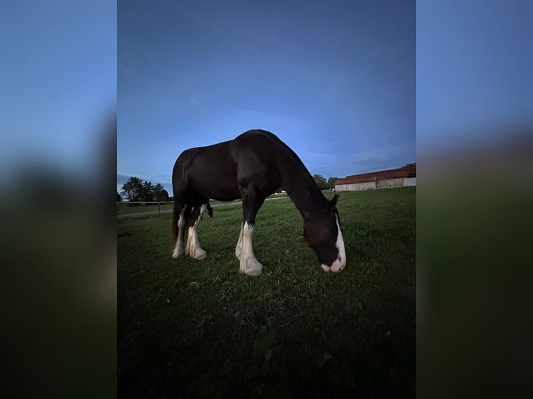 Shire Horse Jument 5 Ans 184 cm Noir in Salzweg