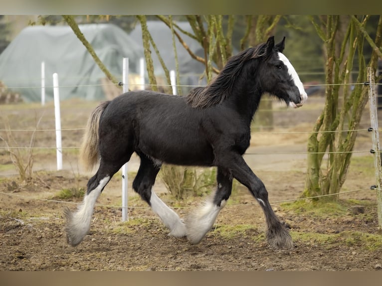 Shire Horse Jument 5 Ans 185 cm Noir in Resko