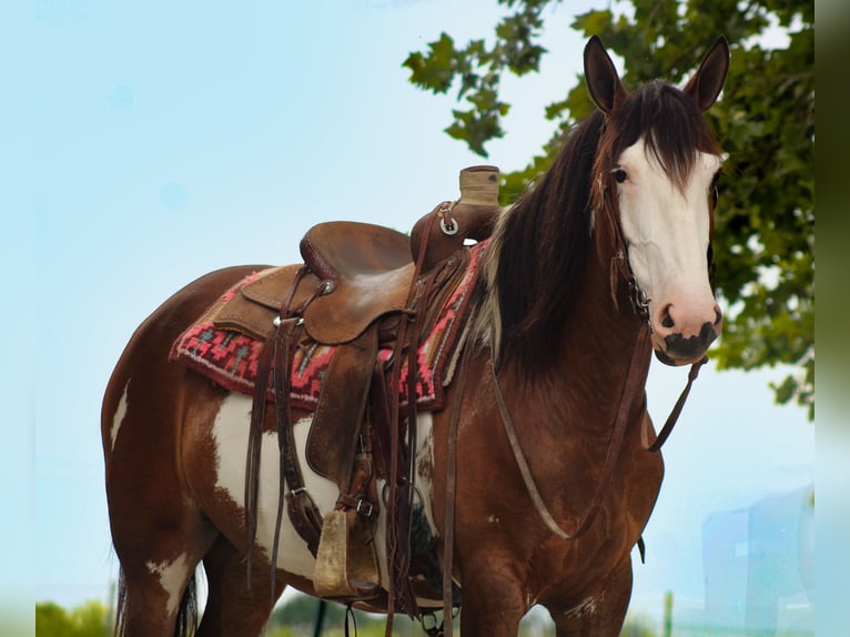 Shire Horse Croisé Jument 5 Ans Pinto in Baxter Springs