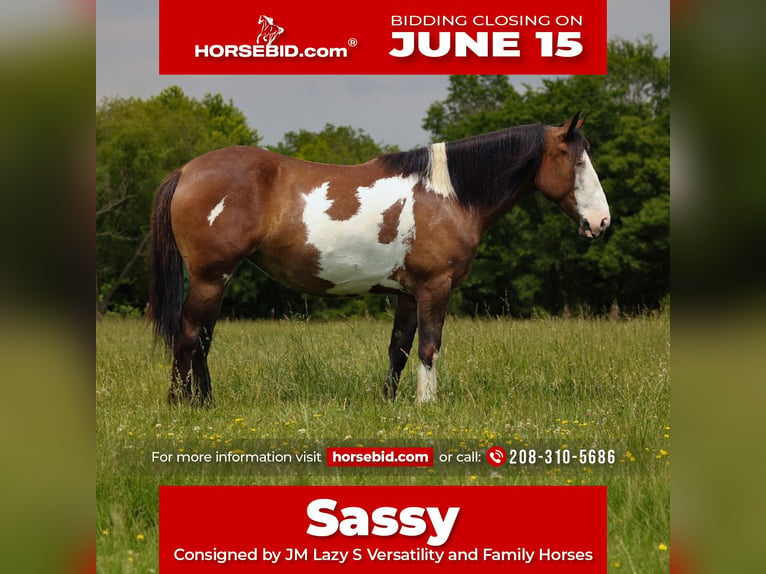 Shire Horse Croisé Jument 5 Ans Pinto in Baxter Springs