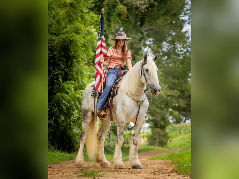 Shire Horse Jument 6 Ans 163 cm Gris in Elkton, KY