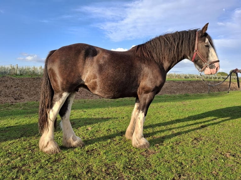 Shire Horse Jument 6 Ans 175 cm Noir in Dreumel