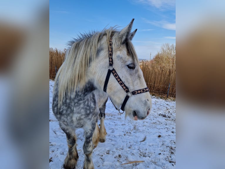 Shire Horse Jument 6 Ans 180 cm Gris pommelé in Bad Füssing