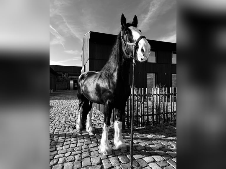 Shire Horse Jument 6 Ans 180 cm Noir in Passau