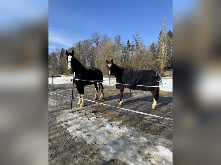 Shire Horse Jument 6 Ans 180 cm Noir in Passau