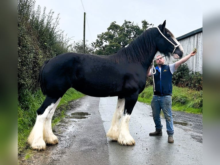 Shire Horse Jument 6 Ans in whitegate