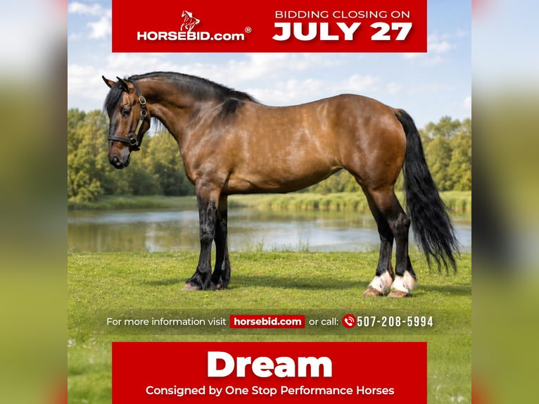 Shire Horse Croisé Jument 6 Ans Isabelle in Oelwein