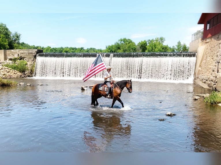 Shire Horse Croisé Jument 6 Ans Isabelle in Oelwein