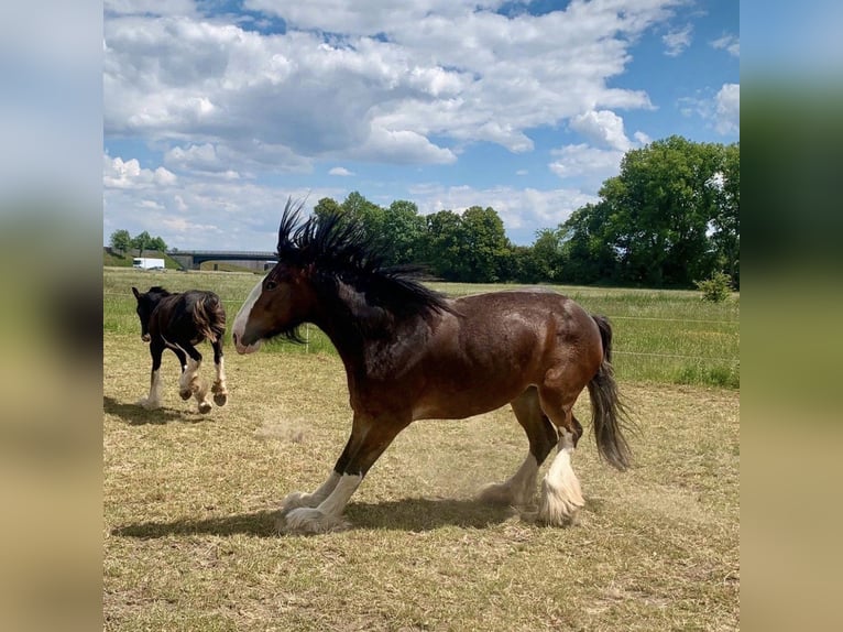 Shire Horse Jument 7 Ans 170 cm Bai in Biberach an der Riß Bergerhausen