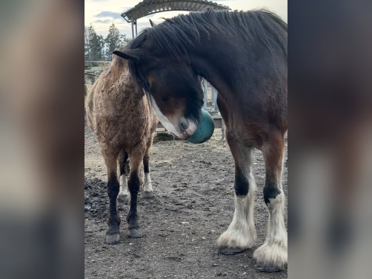 Shire Horse Jument 7 Ans 170 cm Bai in Biberach an der Riß Bergerhausen