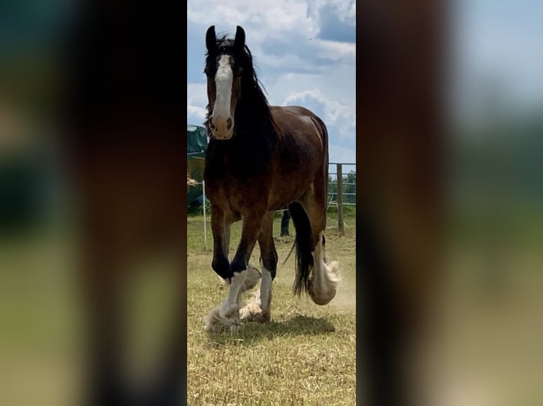 Shire Horse Jument 7 Ans 170 cm Bai in Biberach an der Riß Bergerhausen