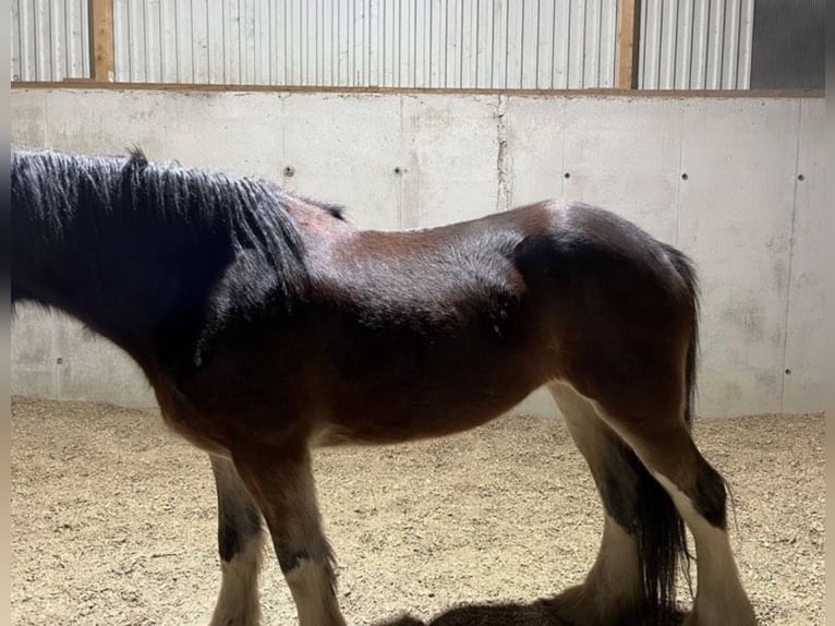 Shire Horse Jument 7 Ans 170 cm Bai in Biberach an der Riß Bergerhausen