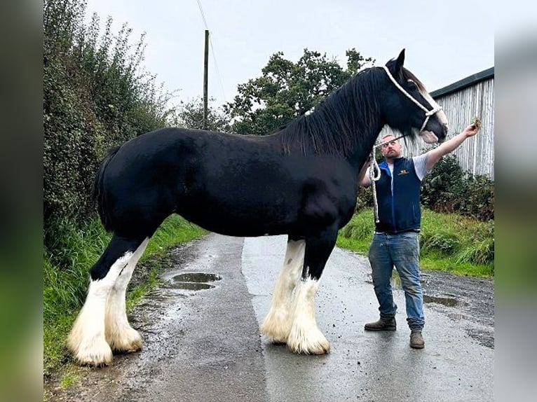 Shire Horse Jument 7 Ans in whitegate