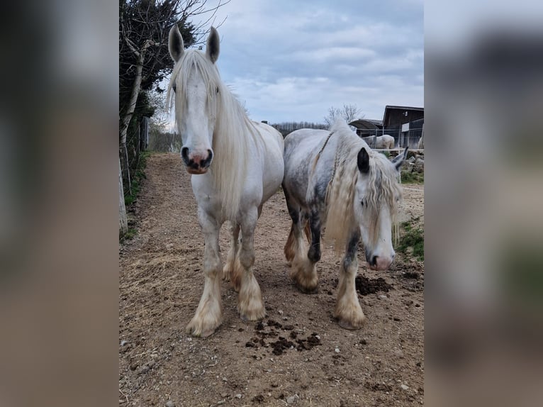 Shire Horse Jument 8 Ans 171 cm Gris in Ried im Innkreis