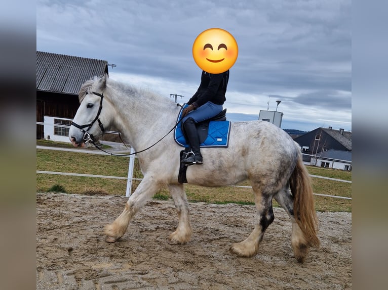 Shire Horse Jument 8 Ans 173 cm Gris in Bad Füssing