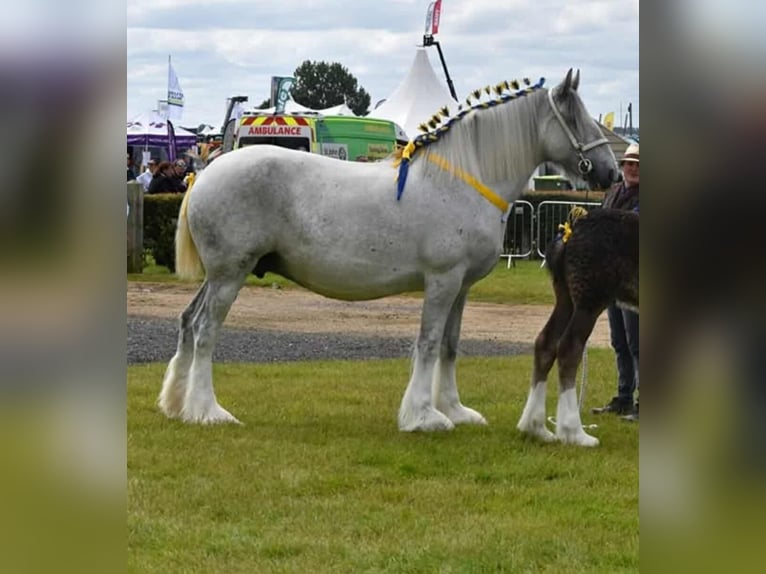 Shire Horse Jument 8 Ans 173 cm Gris in York