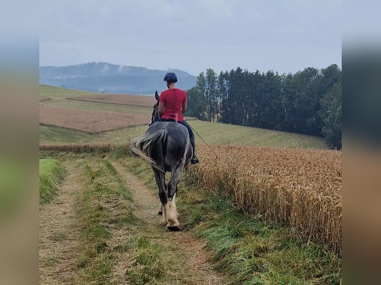 Shire Horse Jument 8 Ans 175 cm Roan-Bay in Bad Füssing