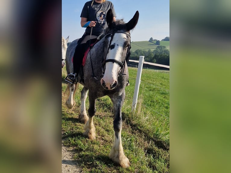 Shire Horse Jument 8 Ans 175 cm Roan-Bay in Bad Füssing