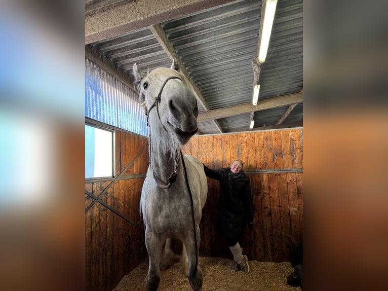 Shire Horse Jument 8 Ans 182 cm Gris in Ebberup