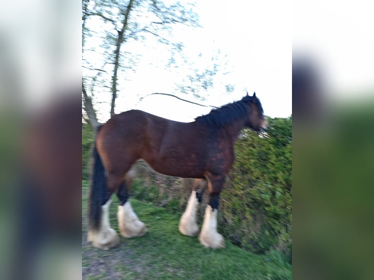 Shire Horse Jument 8 Ans Bai cerise in Nottinghamshire