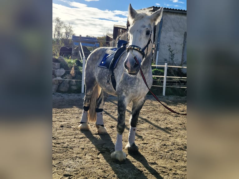 Shire Horse Jument 9 Ans 173 cm Gris pommelé in Bad Füssing