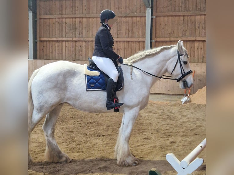 Shire Horse Jument 9 Ans 175 cm Gris in Bad Füssing