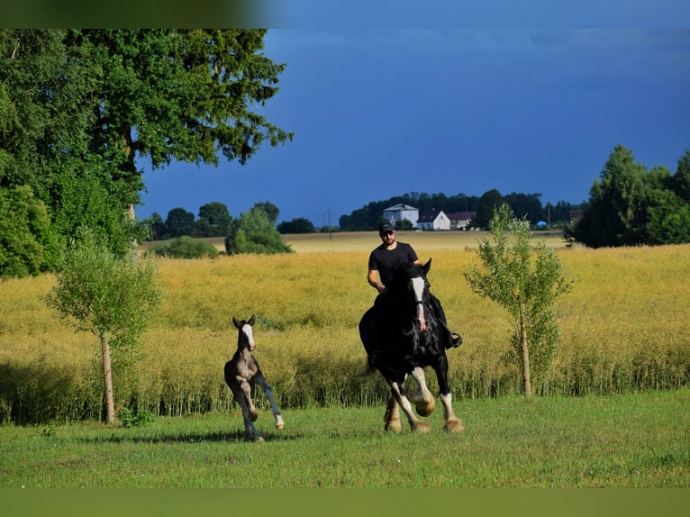 Shire Horse Jument Poulain (01/2025) 187 cm in W&#x119;gorzyno