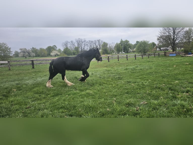 Shire Horse Mare 10 years 17,2 hh Black in Obrąb