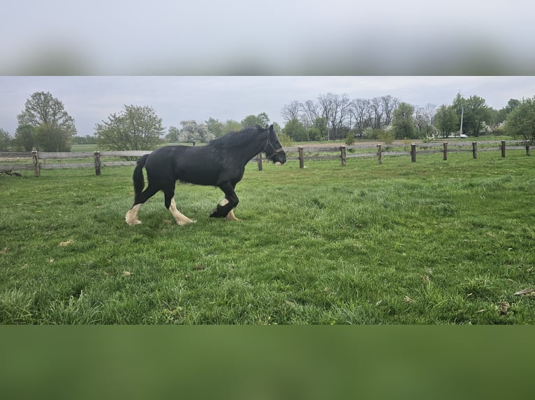Shire Horse Mare 10 years 17,2 hh Black in Obrąb