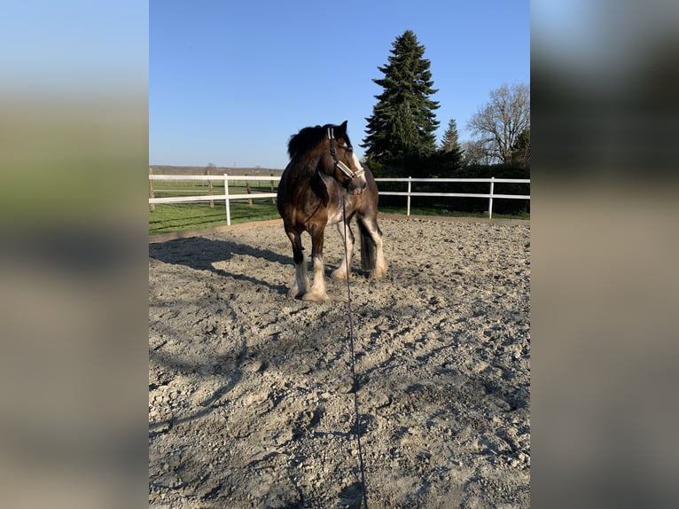 Shire Horse Mare 10 years 17.2 hh Brown in Brinjahe