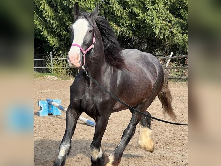 Shire Horse Mare 10 years 17 hh Brown in Salzburg