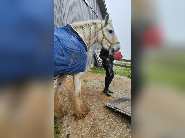 Shire Horse Mare 10 years 17 hh Gray in Bad Füssing