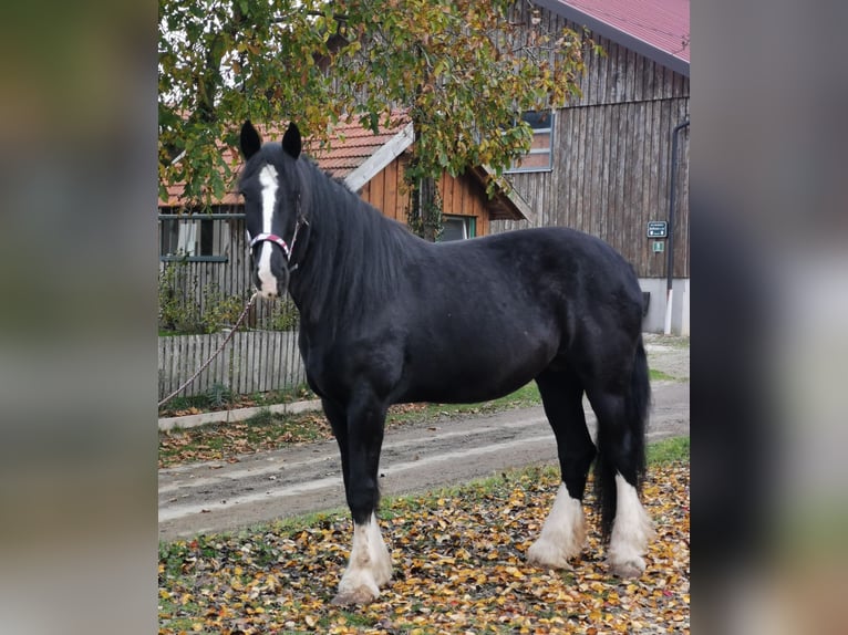 Shire Horse Mare 10 years 17,1 hh Black in Ried im Innkreis Shire Horse Mare 10 years 17,1 hh Black in Ried im Innkreis