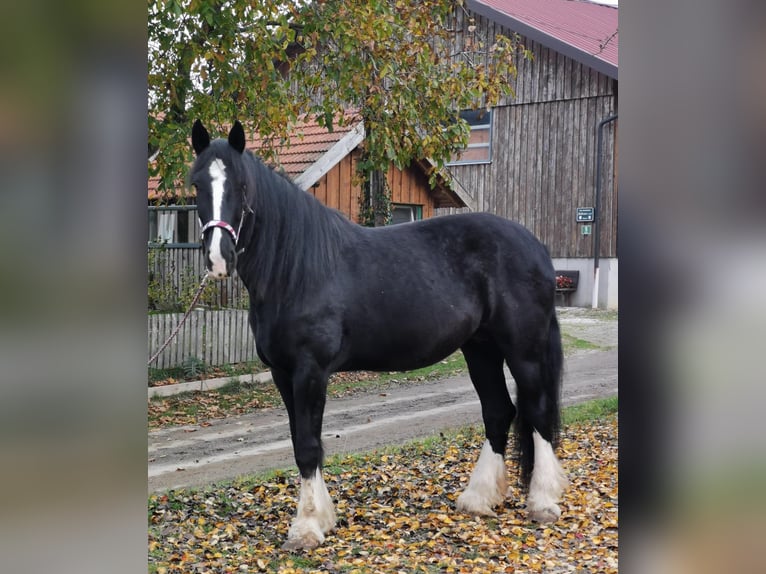 Shire Horse Mare 10 years 17,1 hh Black in Ried im Innkreis Shire Horse Mare 10 years 17,1 hh Black in Ried im Innkreis