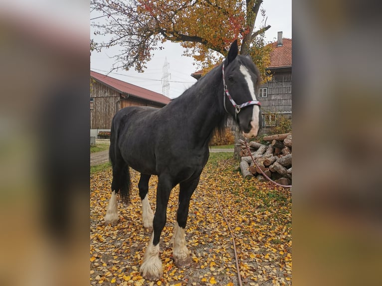 Shire Horse Mare 10 years 17,1 hh Black in Ried im Innkreis Shire Horse Mare 10 years 17,1 hh Black in Ried im Innkreis