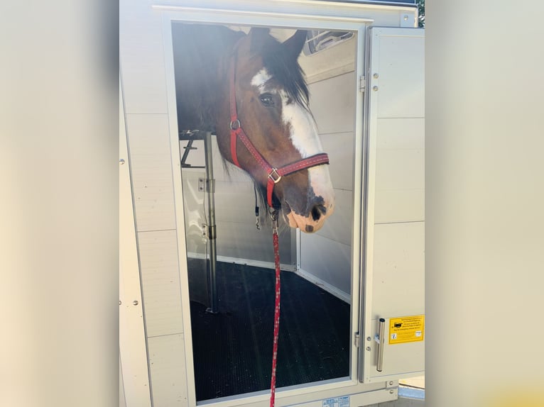 Shire Horse Mare 10 years 17,2 hh Brown in Brinjahe