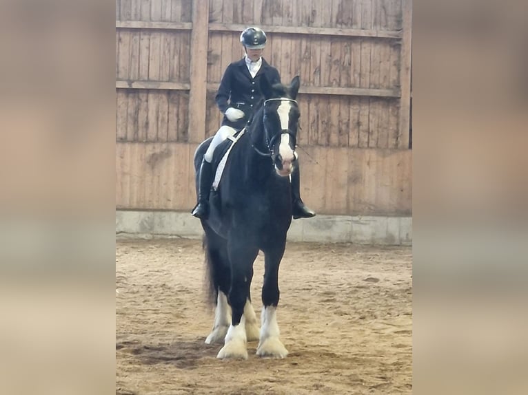 Shire Horse Mare 10 years 18,2 hh Black in Bayern