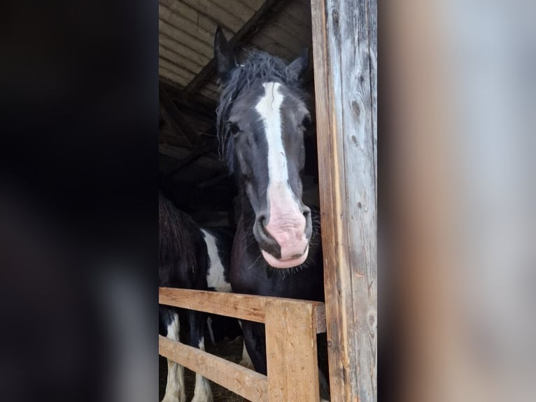 Shire Horse Mare 10 years 18,2 hh Black in Bayern