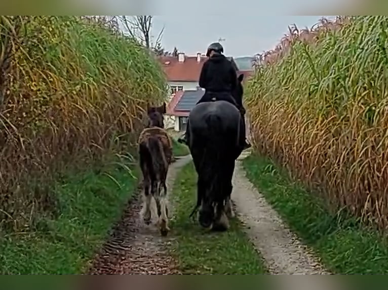 Shire Horse Mare 10 years 18,2 hh Black in Bayern