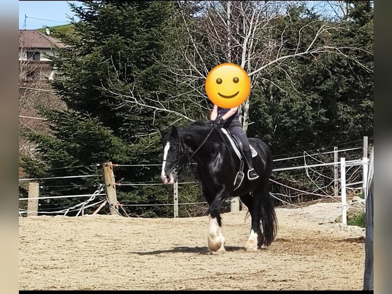 Shire Horse Mare 10 years 18,2 hh Black in Bayern